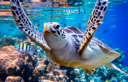 Maldives sea turtle generic