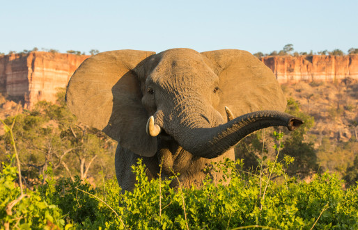 An African elephant strolling through the bushveld in the early morning sunlight within Kruger National Park, located in South Africa
