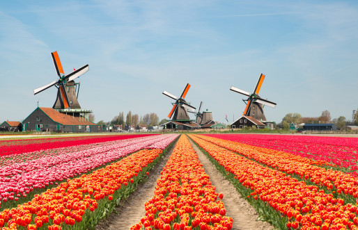 Tulip field and windmills in Netherlands